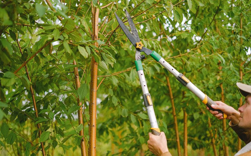 Tree trimming in Bellows Falls, VT