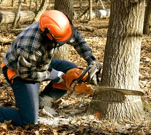 Tree Removal in Bellows Falls, VT